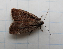 Eueretagrotis attentus