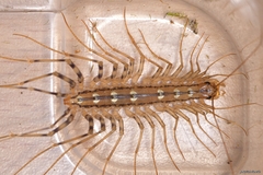Scutigera coleoptrata