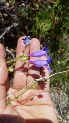 Penstemon azureus