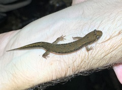 Desmognathus planiceps