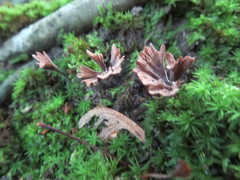 Thelephora multipartita