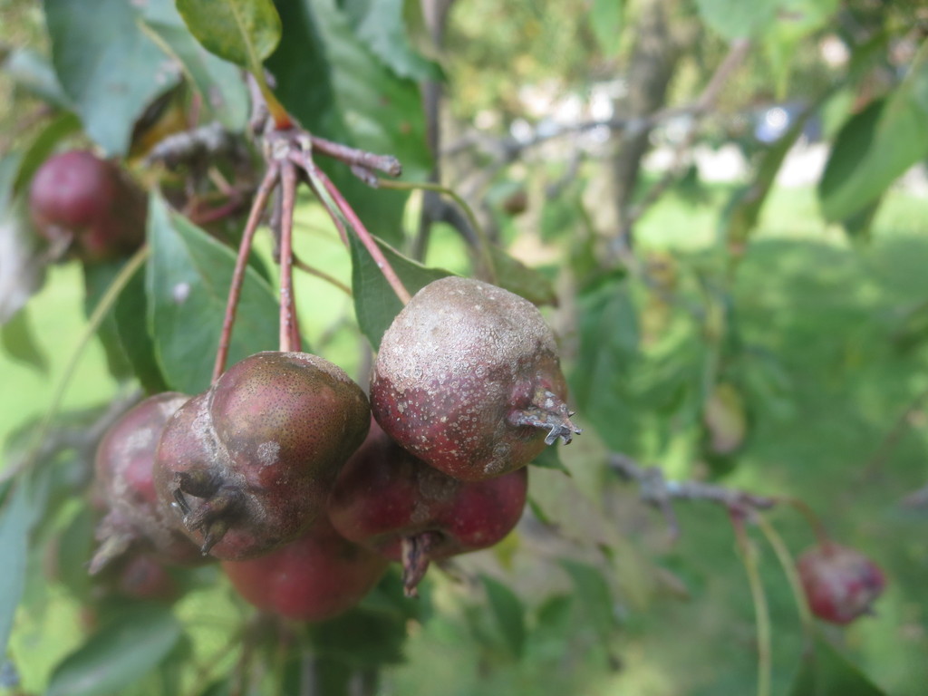 Apple Scab on a plant