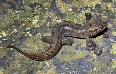 Desmognathus planiceps