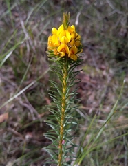 Phyllota phylicoides