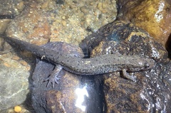 Desmognathus planiceps