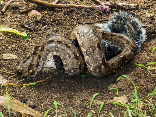 Mexican West Coast Boa Constrictor