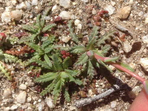 Coastal gilia (Gilia diegensis)
