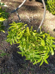 Harpephyllum caffrum