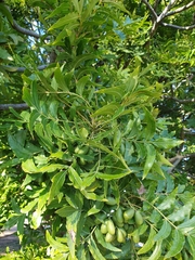 Harpephyllum caffrum