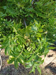 Harpephyllum caffrum