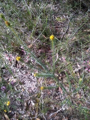 Phyllota phylicoides