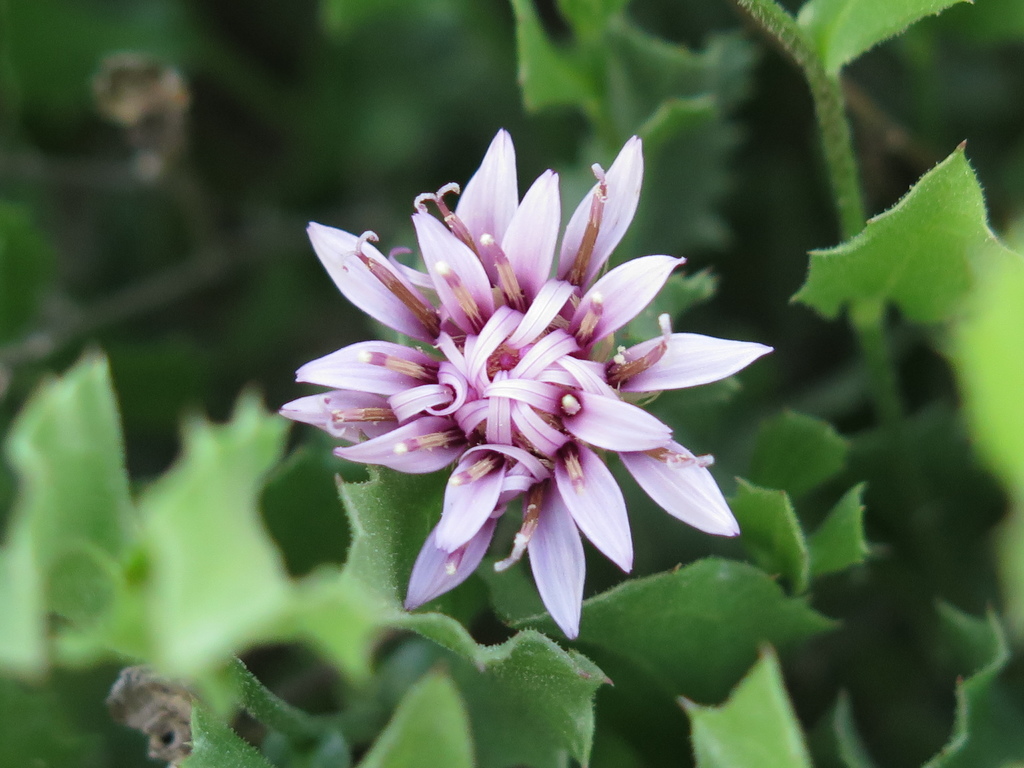 dwarf desert peony from Cerro de los Cardenas on July 9, 2020 at 07:57 ...