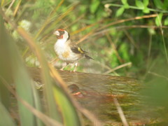 Carduelis carduelis