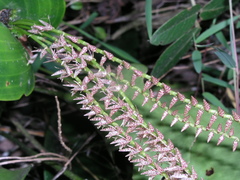 Pleurothallis revoluta