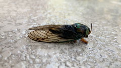 Neotibicen lyricen virescens