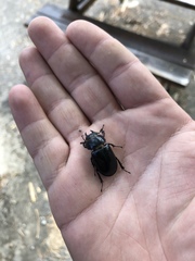 Lucanus barbarossa