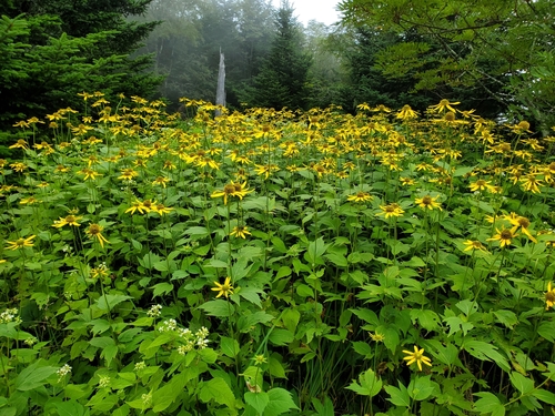 cutleaf coneflower (Rudbeckia laciniata)