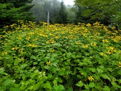 Cutleaf coneflower
