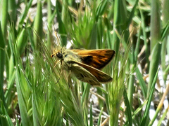 Polites sabuleti chusca