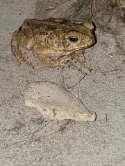 Rhinella marina