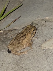 Rhinella marina