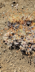 Eriogonum prociduum