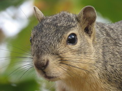 Sciurus niger