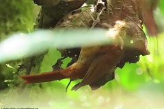 Margarornis rubiginosus image