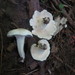 Cuphophyllus angustifolius - Photo (c) Django Grootmyers, μερικά δικαιώματα διατηρούνται (CC BY-SA), uploaded by Django Grootmyers