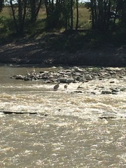 Pelecanus erythrorhynchos