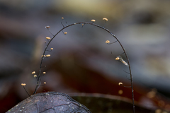 Manuripia bifida