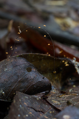 Manuripia bifida