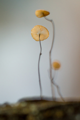 Manuripia bifida