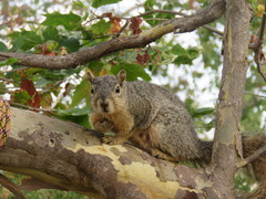 Sciurus niger