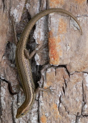 Cryptoblepharus poecilopleurus