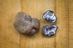 Kretzschmaria macrosperma