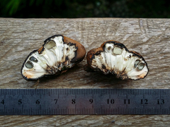 Kretzschmaria macrosperma