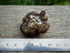 Kretzschmaria macrosperma