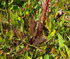 Pedicularis bracteosa