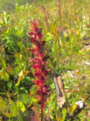 Pedicularis bracteosa