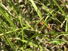 Cladium mariscoides