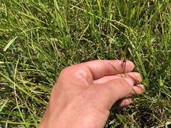 Cladium mariscoides