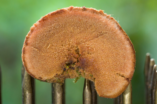 Representative image of Glomeromycota