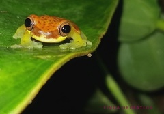 Dendropsophus rhodopeplus