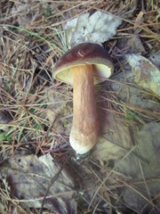 Xanthoconium purpureum