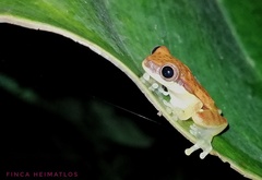 Dendropsophus rhodopeplus