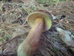 Xanthoconium purpureum