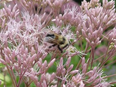 Bombus affinis