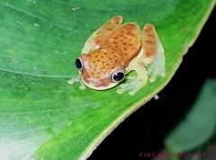 Dendropsophus rhodopeplus