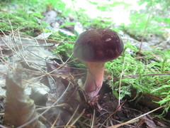 Xanthoconium purpureum